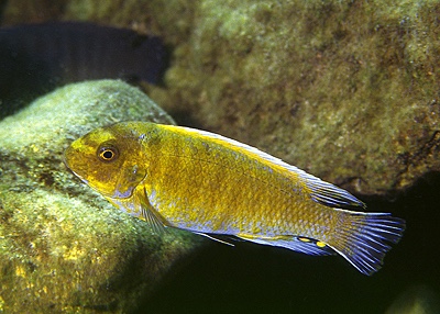 Labeotropheus trewavasae 'Metangula'